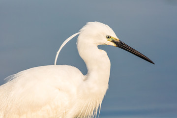 Portrait of a common egret (Egretta garzetta) in the water looking for food.