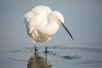 Portrait of a common egret (Egretta garzetta) in the water looking for food.