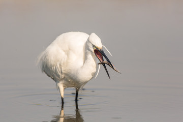 Portrait of a common egret (Egretta garzetta) in the water looking for food.