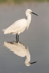Portrait of a common egret (Egretta garzetta) in the water looking for food.