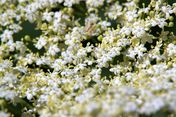 drobne białe kwiatki © Konrad_elx