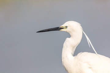 Portrait of a common egret (Egretta garzetta) in the water looking for food.