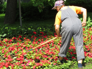 Garden work in the summer. Elderly woman gardening outside, working on a flower bed