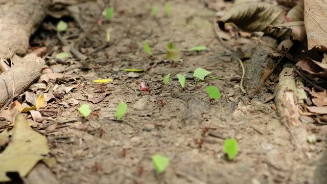 leaf cutter ants at work - ant road transporting leaves
