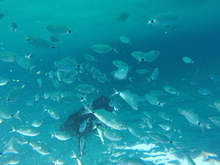 Fototapeta na wymiar peces bajo del agua en el mar mediterraneo