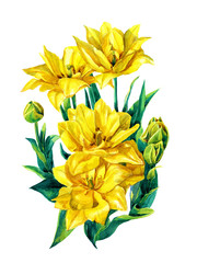 Watercolor Botanical illustration of yellow tulips. Tulips isolated on white background.