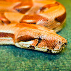 Obraz premium snake yellow her eye on a green background rolled up isognitaya reptile