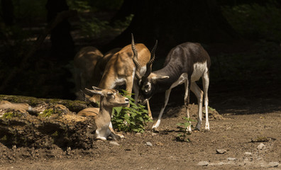 Blackbuck at the forest edge. Karlsruhe, Baden Wuerttemberg, Germany