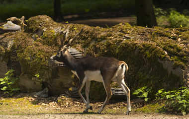 Blackbuck at the forest edge. Karlsruhe, Baden Wuerttemberg, Germany
