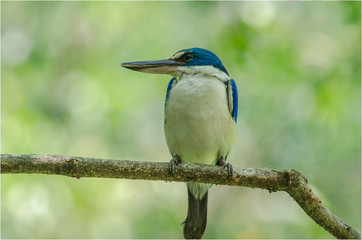 Fototapeta premium Collared Kingfisher