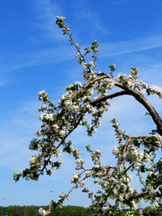 Apple tree branches full of flowers and a beautiful blue sky