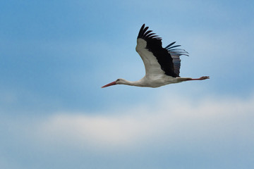 White stork flying. Spring scene with white black and white iconic bird with long red legs and beak with blue sky in the background. 