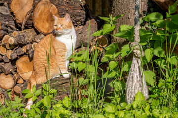 Katze in der Natur