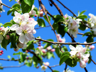 Macro of a white apple tree flower against blue sky