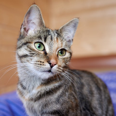 Portrait of a striped cat.