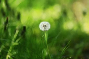 dandelion in the grass with green nature background