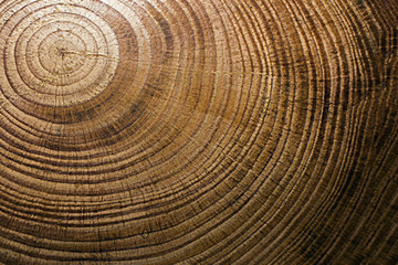 Naklejka premium texture of a cross-section of a pine tree close-up, cross-section of annual rings
