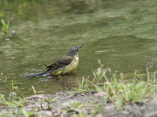 Obraz premium Wagtail in water, Motacilla werae,natural environment