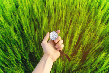Finding a direction in nature on a wheat field. A man's hand holds a compass