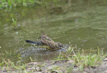 Fototapeta premium Wagtail in water, Motacilla werae,natural environment