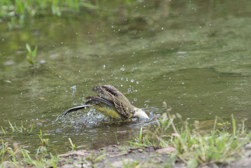 Wagtail in water, Motacilla werae,natural environment