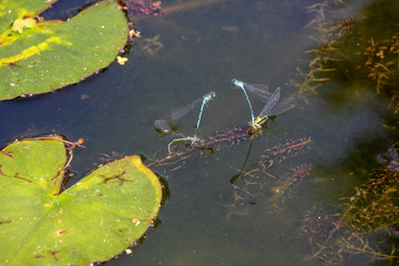 two dragon flys in water