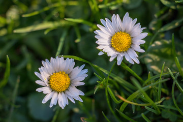 Obraz premium Common Daisy