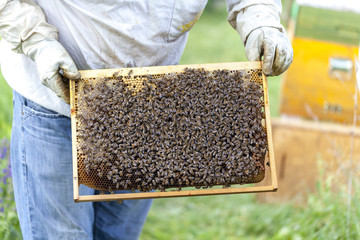 bee in honeycomb