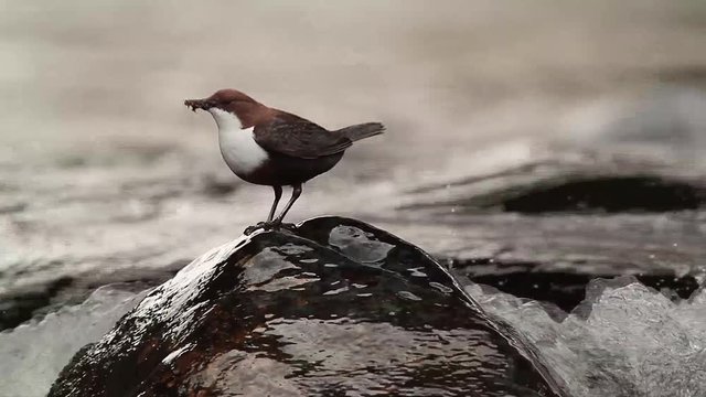 Common Dipper in Vosges, France - specie Cinclus cinclus family of Cinclidae