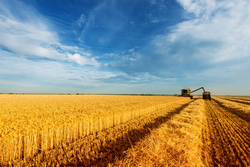 Loading wheat grain in tractor trailer, combine harvest wheat field
