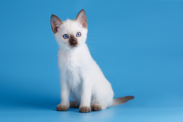 Siamese kitten on blue backgroгnd