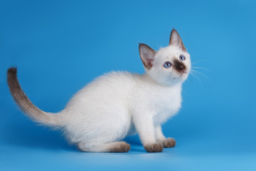 Siamese kitten on blue backgroгnd