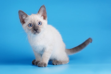 Siamese kitten on blue backgroгnd