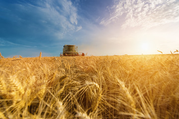 Combine harvest in the golden wheat field