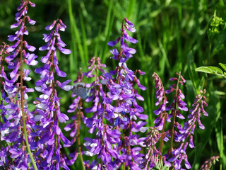 Bright wild flowers