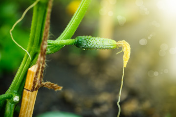 small cucumber ovary