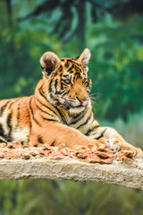 portrait of a young tiger