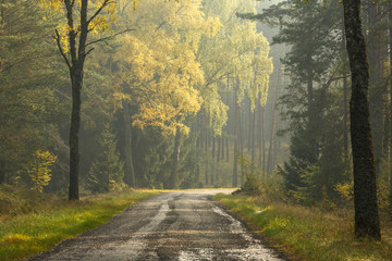 Country road through the morning forest / Beautiful sunrise landscape with trees and road in north Poland, Kashubia.