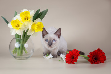 Siamese kitten with flowers on beige background