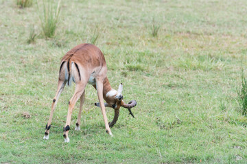 Impala grazing