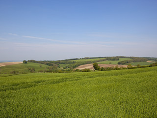Fototapeta na wymiar Yorkshire Wolds Spring crops