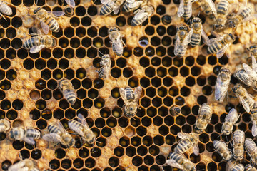 bee in honeycomb