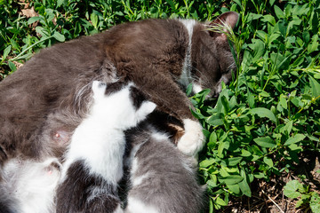Cat feeding her small kittens laying on green grass