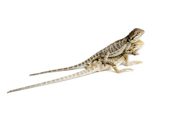 Agama. Two baby Bearded Dragons on white background.