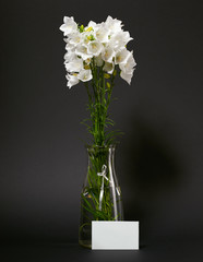 bellflower in a vase on black background