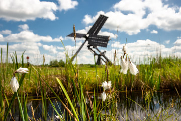 Dutch windmill in the landscape of the Dutch polder with marsh plants and reed plumes