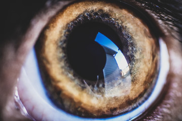 Macro shot of the eye of a springer spaniel dog as it watches the backyard 