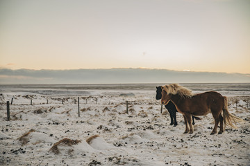 Typical icelandic horse herd at sunset