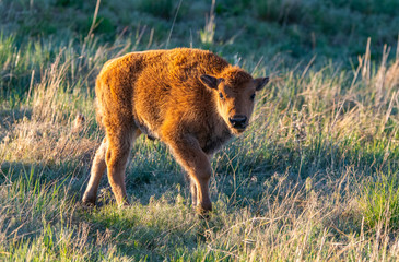 A Baby Bison Calf Roaming the Plains of Colorado