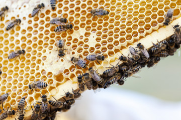 bee in honeycomb